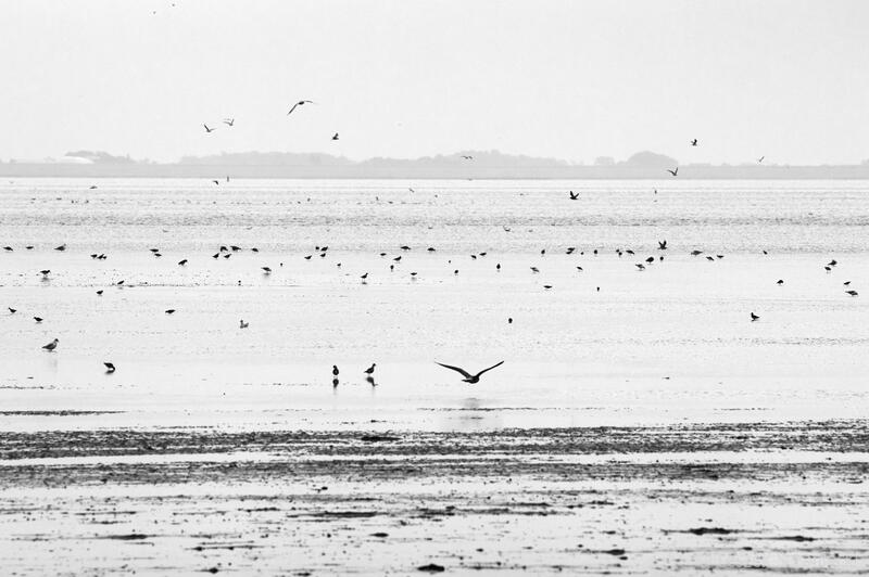 Birds of Ameland