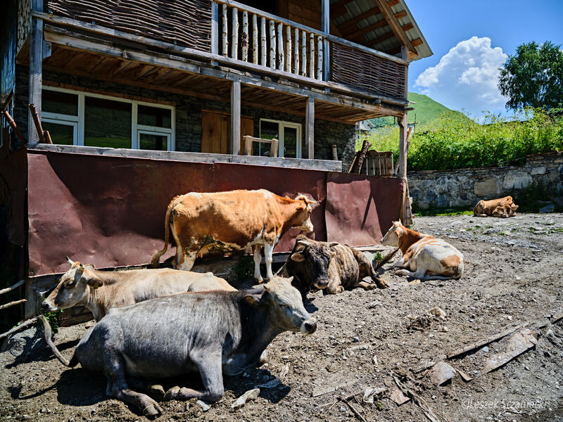 Krowy w Ushguli. Świnie, krowy i konie to nieodłączne elementy krajobrazu w Uszguli