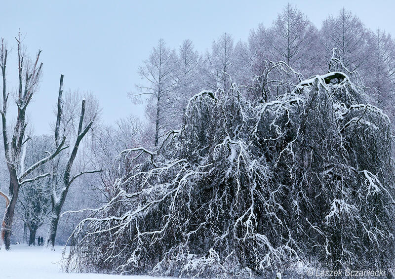 Snowy Beatrixpark