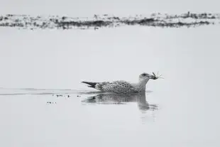 Birds of Ameland
