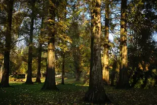 Big trees in Beatrixpark Amsterdam