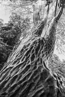 Christo-like wrapped tree, Vondelpark, Amsterdam