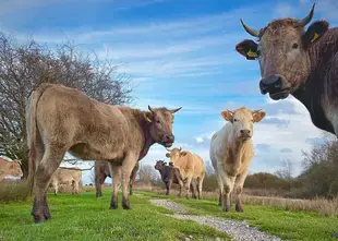 The cows of Twiske