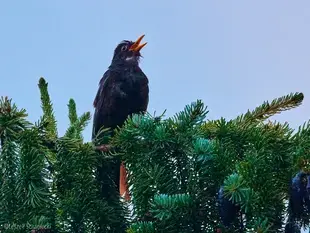 Bird singing