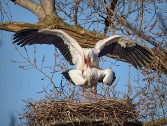 The Storks of the Vondelpark, Amsterdam